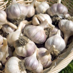 organic garlic bulbs