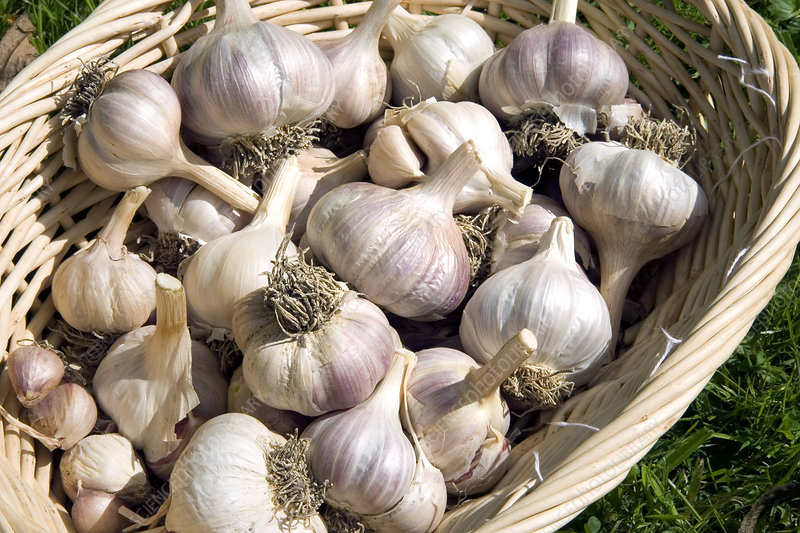 organic garlic bulbs