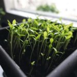 winter gardening - sprouts