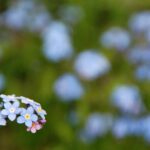 Forget-me-not flowers